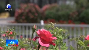 市區(qū)道路花開(kāi)正當(dāng)時(shí) 市民齊贊如畫(huà)