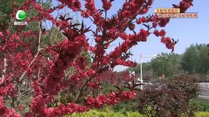 市區(qū)道路花開正當(dāng)時(shí) 市民齊贊美如畫