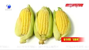 市種子管理站 為農民科普玉米播種知識