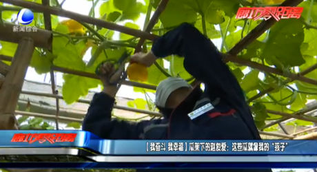 【我奮斗 我幸?！抗霞芟碌内w俊愛：這些瓜就像我的“孩子”