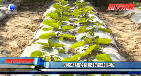 早春茬設(shè)施番茄抗性砧木嫁接茄子高效栽培技術(shù)要點