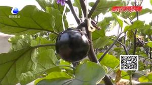 科技成果示范基地：日光溫室甜椒、番茄、茄子優(yōu)良品種示范