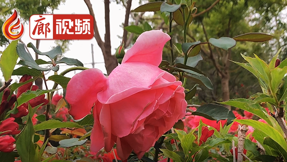 美麗廊坊要靠我們自己來(lái)創(chuàng)造