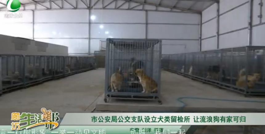 市公安局公交支隊(duì)設(shè)立犬類(lèi)留檢所 讓流浪狗有家可歸