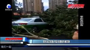 昨天風(fēng)力較強(qiáng)  市區(qū)多棵樹木被吹倒