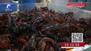 美味龍蝦季也有煩惱 吃小龍蝦過敏了怎么辦？