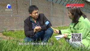 科技成果示范基地：日光溫室韭菜、黃瓜、草莓優(yōu)良品種示范