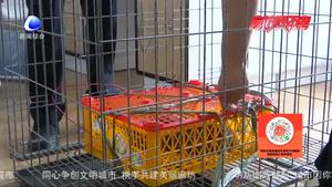 “亮劍2020”再添戰(zhàn)果 永清公安打掉一非法銷(xiāo)售珍貴 瀕臨野生動(dòng)物犯罪團(tuán)伙