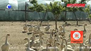 道德模范紀(jì)永齊：實現(xiàn)殘疾人脫貧夢的“鵝王”