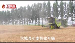 廊視頻 | 大城縣小麥機(jī)收開鐮