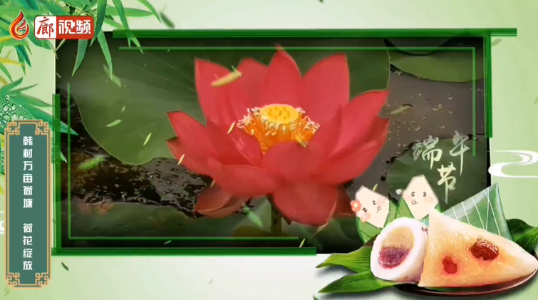 廊視頻 | 粽香來(lái)荷花開