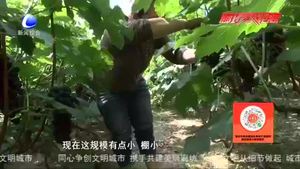 溫室葡萄采摘園：葡萄錯(cuò)季上市效益高