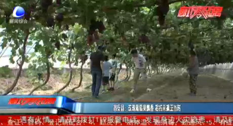 固安縣：玫瑰葡萄果飄香 相約采摘正當時