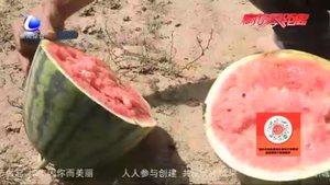 大廠縣洼子西瓜：又到豐收時(shí) 甜透瓜農(nóng)心
