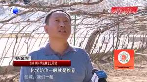 農(nóng)博士 話(huà)農(nóng)事——葡萄病蟲(chóng)害防治技術(shù)