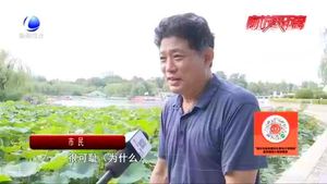 【暑期不文明出游曝光臺(tái)】夏日荷塘景色美 隨意采摘不文明