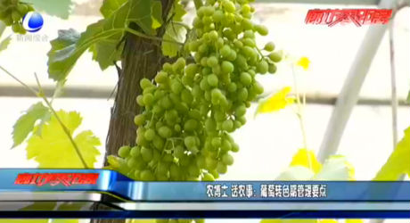農(nóng)博士 話農(nóng)事：葡萄轉(zhuǎn)色期管理要點