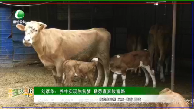 劉彥華：養(yǎng)牛實(shí)現(xiàn)脫貧夢 勤勞直奔致富路