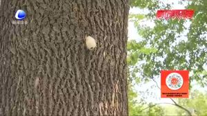 零距離·熱線：樹上生蟲繭？相關(guān)部門回應(yīng)：可生物防治美國白蛾 無害！
