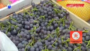 秋果上市選擇多 桃子葡萄質(zhì)優(yōu)價平