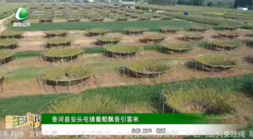 香河縣安頭屯鎮(zhèn)葡萄飄香引客來