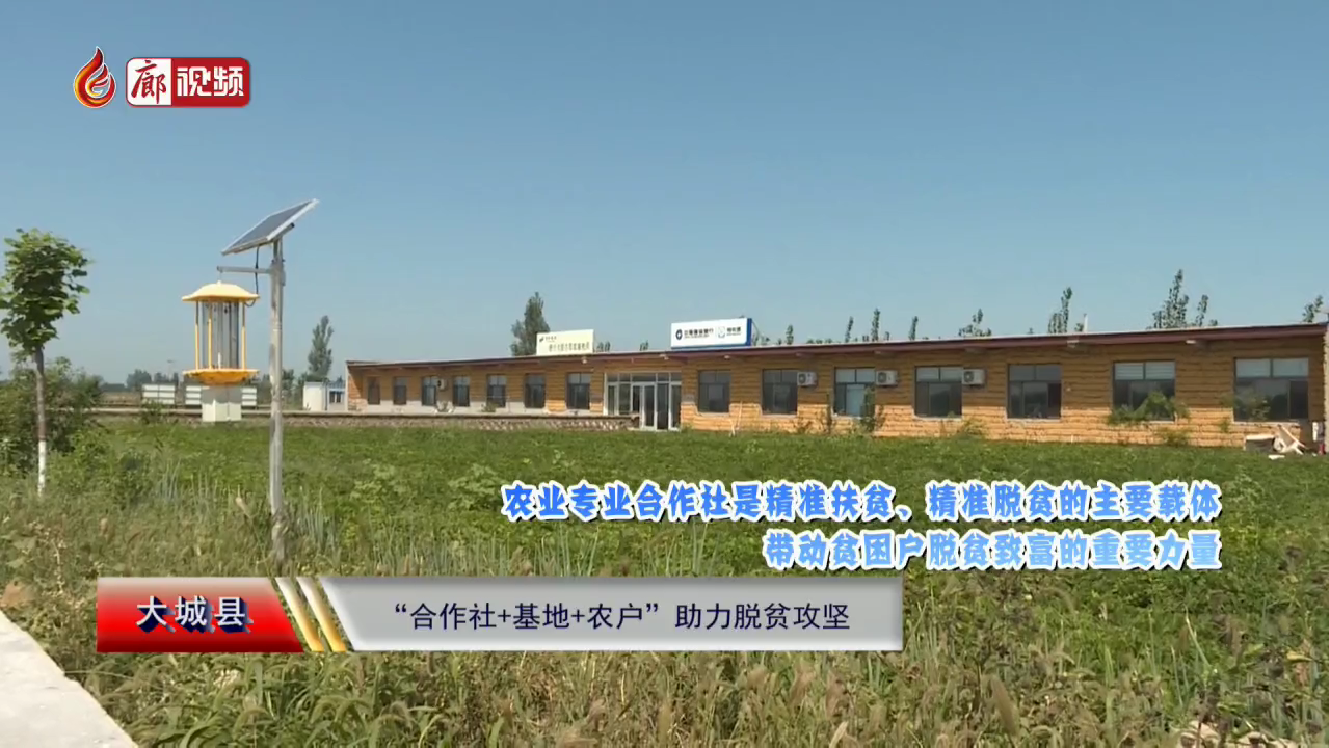 廊視頻 | 大城縣“合作社 基地 農戶”助力脫貧攻堅