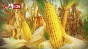 廊視頻 | 金秋時節(jié)慶豐收歡天喜地迎小康