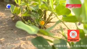 農(nóng)博士 話農(nóng)事：高油酸花生特點及栽培技術