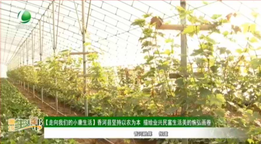 【走向我們的小康生活】香河縣堅持以農(nóng)為本 描繪業(yè)興民富生活美的恢弘畫卷