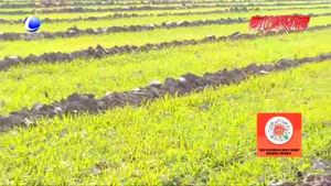 農(nóng)博士 話農(nóng)事：如何防護(hù)麥苗順利度過(guò)寒冬