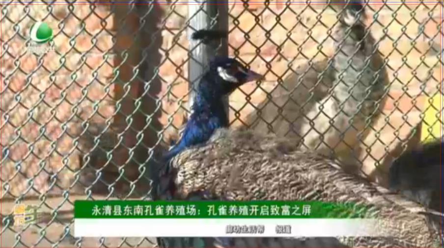 永清縣東南孔雀養(yǎng)殖場(chǎng)：孔雀養(yǎng)殖開啟致富之屏