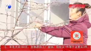 農博士 話農事：大櫻桃冬季修剪