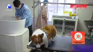 【記者調查】寵物醫(yī)保 你怎么看？